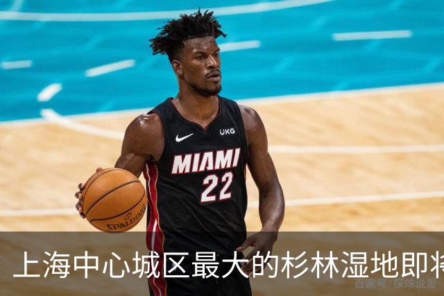 上海中心城区最大的杉林湿地即将进入最佳观赏期，记者实探